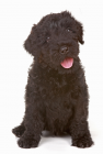 Russian Black Terrier puppies