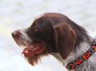 German Long Haired Pointer puppies