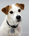 Jack Russell Terrier