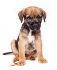 Border Terrier puppies