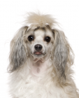 Chinese Crested