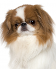 Japanese Chin