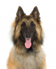 Belgian Shepherd Tervueren