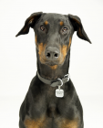 Doberman Pinscher