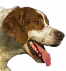 Irish Red and White Setter puppies