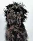 Affenpinscher puppies