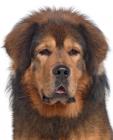 Tibetan Mastiff puppies