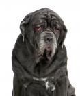 Mastiff