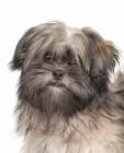 Lhasa Apso puppies