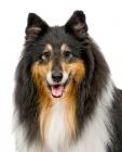 Shetland Sheepdog