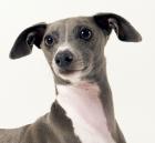 Italian Greyhound