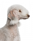 Bedlington Terrier