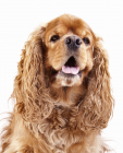 American Cocker Spaniel