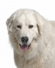 Maremma Sheepdog puppies