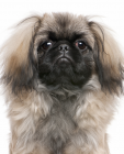 Pekingese