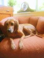 Dollie Urgent