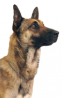 Belgian Shepherd Malinois puppies