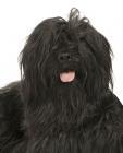 Briard puppies