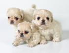 Pekingese puppies