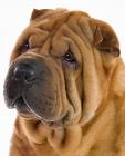 Sharpei puppies