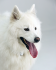 Samoyed