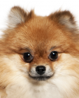 German Spitz