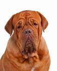 Dogue de Bordeaux