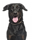 Beauceron