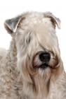 Soft Coated Wheaten Terrier