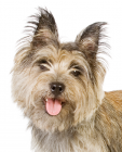 Cairn Terrier puppies