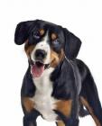 Greater Swiss Mountain Dog