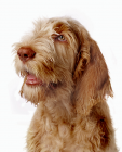 Italian Spinone