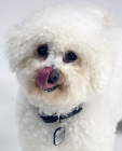 Bichon Frise