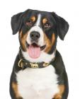 Entlebucher Mountain Dog