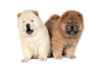 Chow Chow puppies