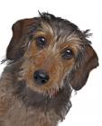 Dachshund miniature wire-haired