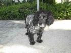 Rippley