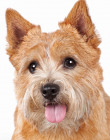 Norwich Terrier