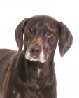 German Shorthaired Pointer puppies