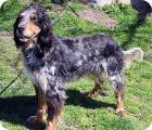 Cody-available Soon!