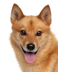 Finnish Spitz puppies