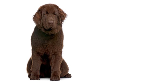 Newfoundland
