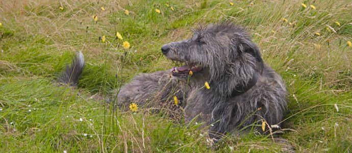 Deerhound