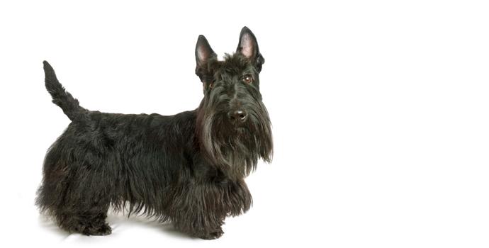 Scottish Terrier