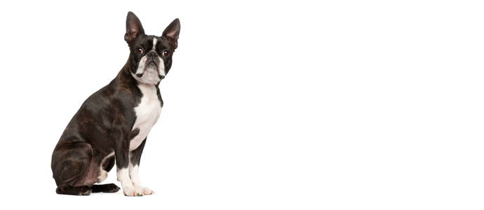 Boston Terrier
