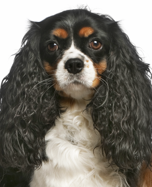 Prince charles cavalier best sale rescue