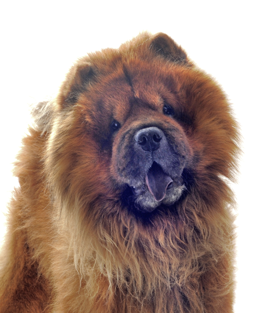 chow chow aggressive breed