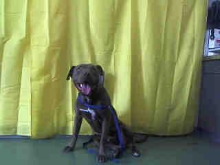 A593865 Urgent! Devore Shelter