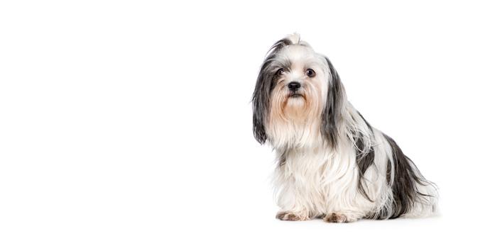 Shih Tzu