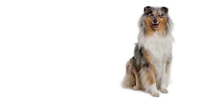 Rough Collie